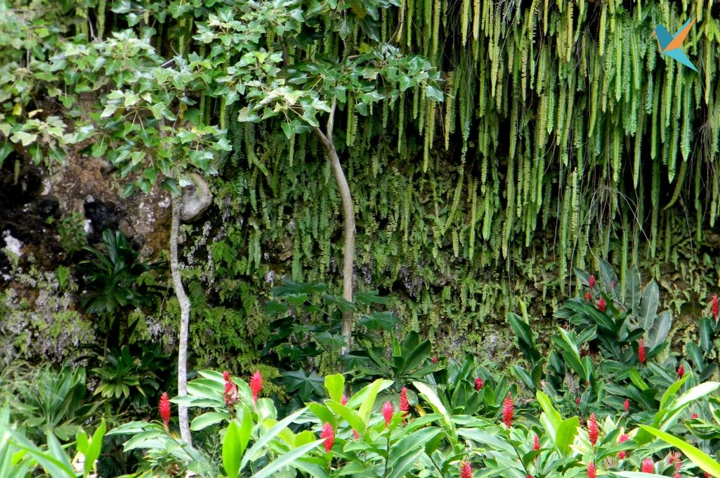 Fern Grotto em Kauai