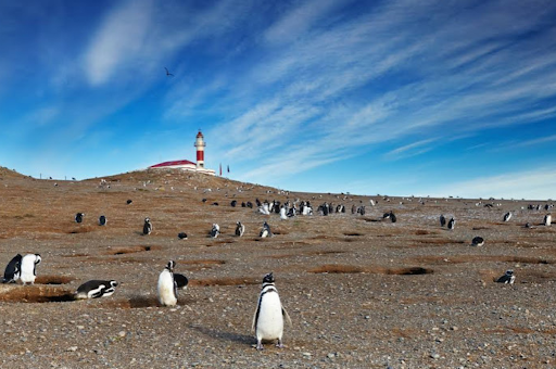 Isla Magdalena Punta Arenas